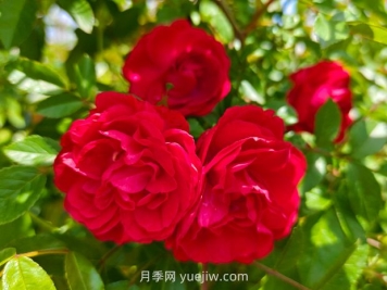 月季红木香爆花机器，花艳丽花量大花期长